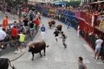 Burriana se estrena en los encierros de toros cerriles con un herido grave y once leves