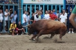 Otro lleno completo en la 'vila del bou'