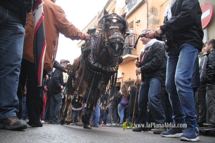 60.000 kilos de leña para la hoguera de Sant Antoni de Borriol