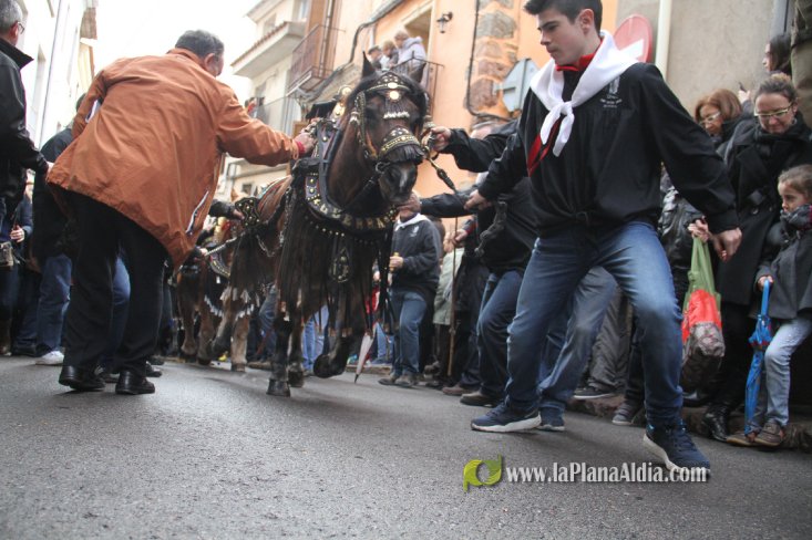 60.000 kilos de leña para la hoguera de Sant Antoni de Borriol