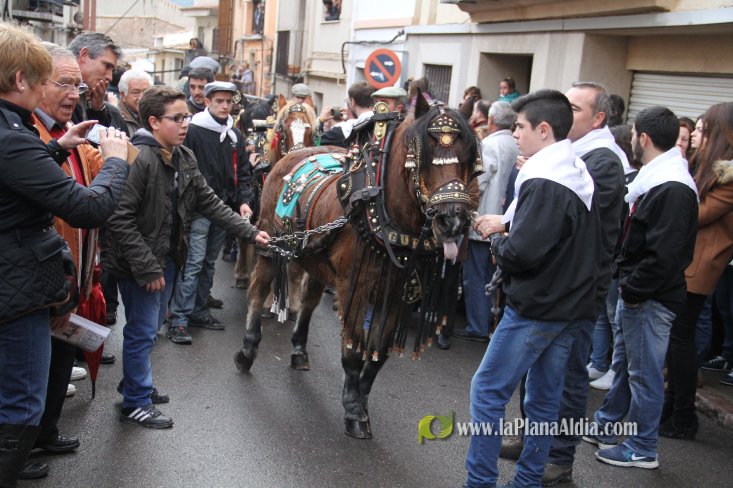 60.000 kilos de leña para la hoguera de Sant Antoni de Borriol