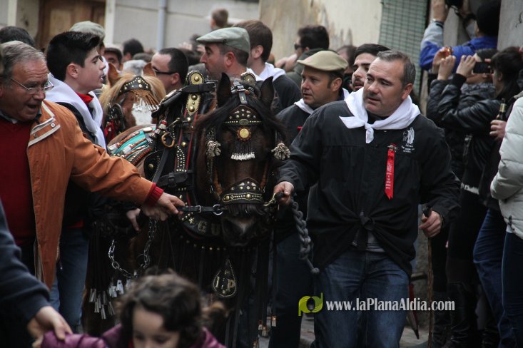 60.000 kilos de leña para la hoguera de Sant Antoni de Borriol