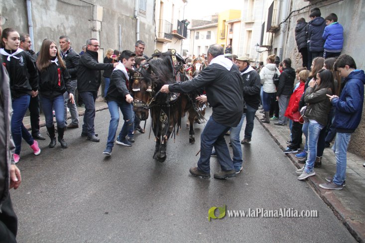 60.000 kilos de leña para la hoguera de Sant Antoni de Borriol