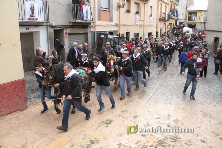 60.000 kilos de leña para la hoguera de Sant Antoni de Borriol