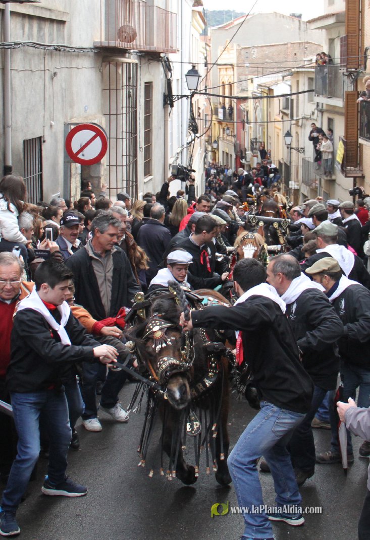 60.000 kilos de leña para la hoguera de Sant Antoni de Borriol