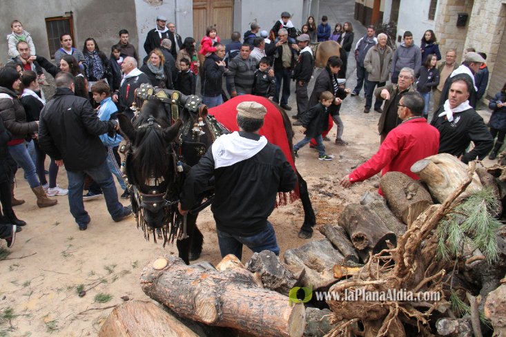 60.000 kilos de leña para la hoguera de Sant Antoni de Borriol