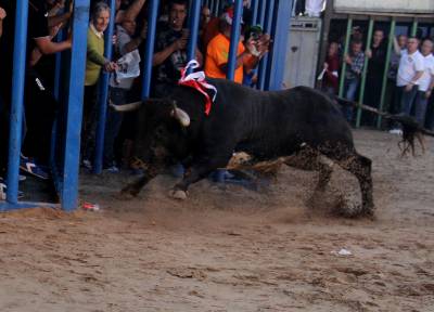 La Llosa arranca las fiestas de Sant Vicent con un herido por asta de toro