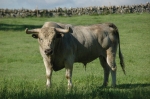 Vila-real se prepara para el encierro de toros cerriles
