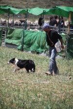 Ares acogió la novena edición del concurso de perros pastores con 13 participantes