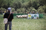 Ares acogió la novena edición del concurso de perros pastores con 13 participantes