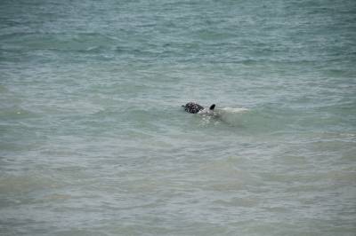 Un delfn herido altera el domingo en la playa de Nules