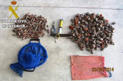 La Guardia Civil imputa a dos personas por extraccin ilegal de moluscos en Oropesa