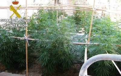 Detenido por el cultivo de 69 plantas de marihuana en LAlcora