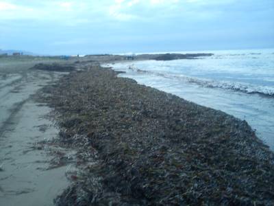 Cabanes extrae ms de 60 camiones de algas de la playa de Torre la Sal este verano