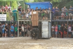 La Dehesilla y José Luis Pereda, los toros del miércoles