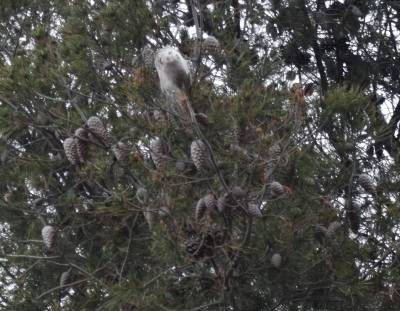Peris alerta de la plaga de la procesionaria en la Magdalena y la afección de oídio en la replantación de carrascas y algarrobos