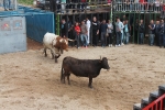 Comienzan las Fiestas Patronales de Sant Vicent Ferrer de la Vall d'Uixó
