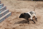 Comienzan las Fiestas Patronales de Sant Vicent Ferrer de la Vall d'Uixó