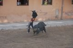 Las exhibiciones taurinas se saldan con dos heridos por asta de toro