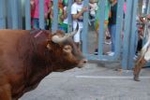 Las exhibiciones taurinas se saldan con dos heridos por asta de toro