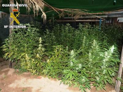 La Guardia Civil detiene a una persona por cultivo de 351 plantas de marihuana en Almassora