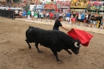 2 minutos y medio dura el encierro de toros cerriles de Les Penyes en Festes 2015