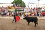 2 minutos y medio dura el encierro de toros cerriles de Les Penyes en Festes 2015