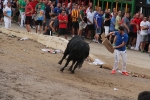 2 minutos y medio dura el encierro de toros cerriles de Les Penyes en Festes 2015