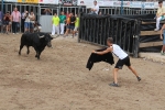 2 minutos y medio dura el encierro de toros cerriles de Les Penyes en Festes 2015