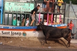 La Vall cierra el capítulo de los encierros a falta de la lidia de Machancoses de esta tarde