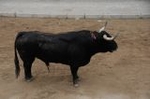 Vila-real cierra las exhibiciones taurinas con otro herido grave en el toro embolado