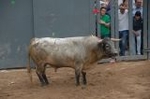 Vila-real cierra las exhibiciones taurinas con otro herido grave en el toro embolado