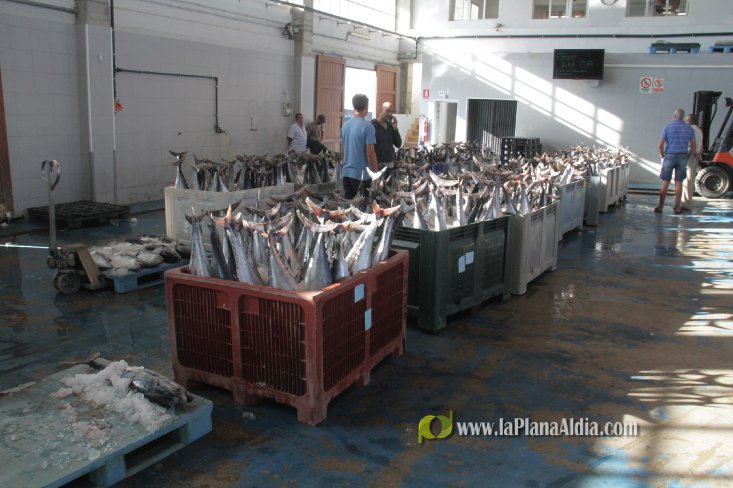 Una embarcación de Burriana capgtura 6.700 kilos de 'bacoretes'