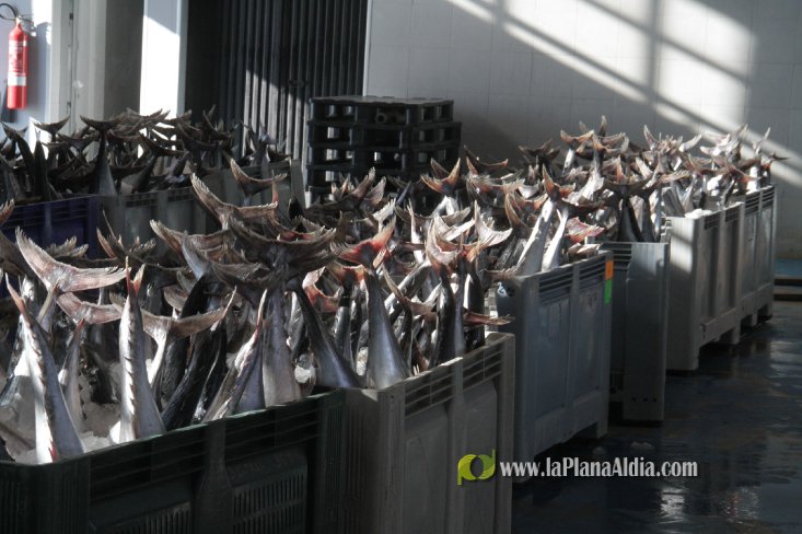 Una embarcación de Burriana capgtura 6.700 kilos de 'bacoretes'