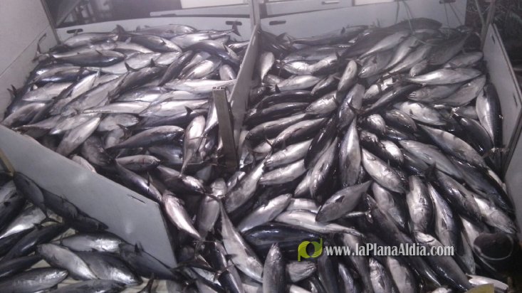 Una embarcación de Burriana capgtura 6.700 kilos de 'bacoretes'