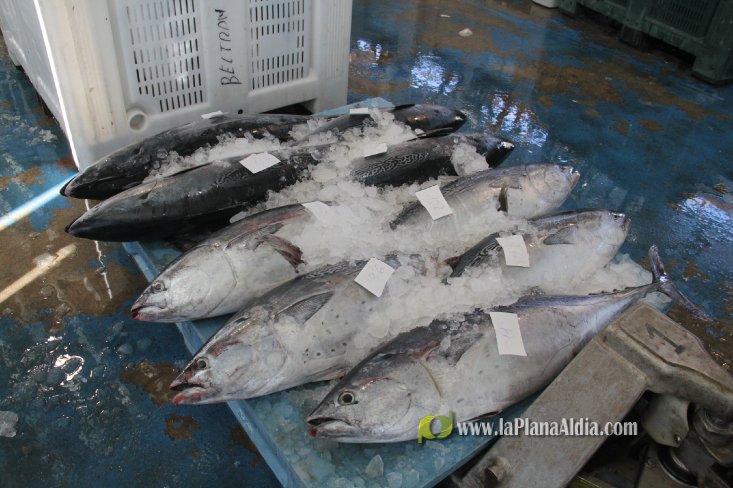 Una embarcación de Burriana capgtura 6.700 kilos de 'bacoretes'