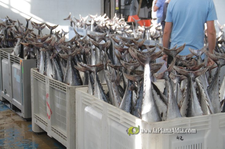 Una embarcación de Burriana capgtura 6.700 kilos de 'bacoretes'