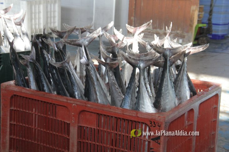 Una embarcación de Burriana capgtura 6.700 kilos de 'bacoretes'