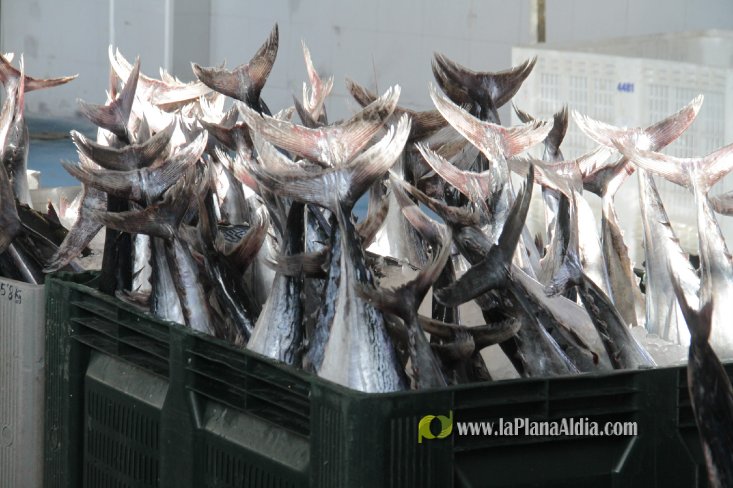 Una embarcación de Burriana capgtura 6.700 kilos de 'bacoretes'