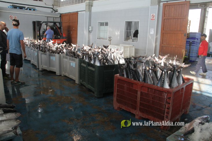 Una embarcación de Burriana capgtura 6.700 kilos de 'bacoretes'