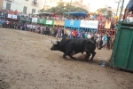 Lleno total en las exhibiciones taurinas