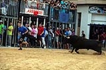 Nules abre el capítulo taurino de las fiestas de la Soledad