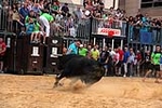 Nules abre el capítulo taurino de las fiestas de la Soledad