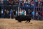Nules abre el capítulo taurino de las fiestas de la Soledad