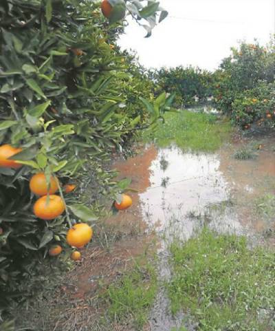 Almenara demanar l'establiment d'ajudes directes desprs de les pluges dels ltims dies