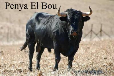 Penya el Bou ya tiene el toro para las fiestas de la Misericrdia