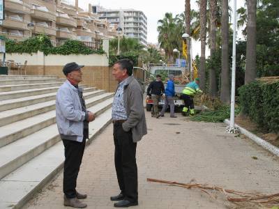 El Ayuntamiento de Oropesa del Mar acondiciona las palmeras de Les Amplries
