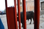 Terminan las Fiestas patronales de La Foia que iniciaron el 29 de abril