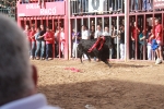 La feria taurina de Almassora toma el relevo al fervor religioso por Santa Quitèria