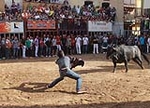 Almassora despide las exhibiciones taurinas con lleno a rebosar